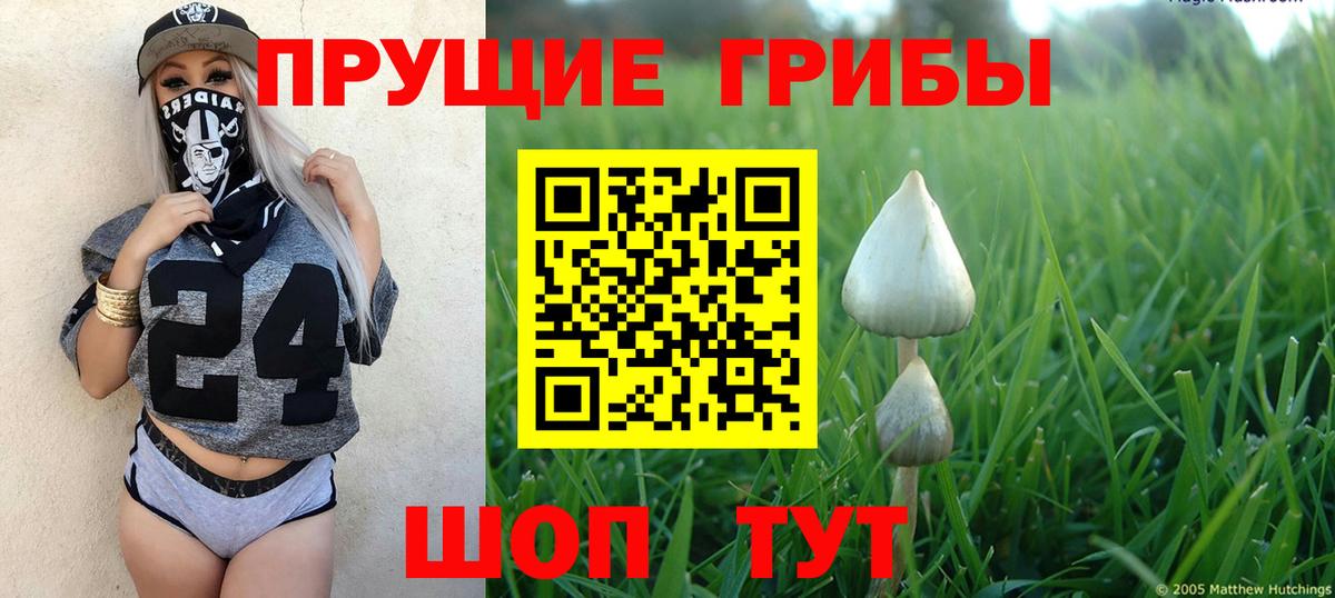 Прохладный  Галлюциногенные грибы GOLDEN TEACHER  Галлюциногенные грибы Psilocybe  Вход с VPN 